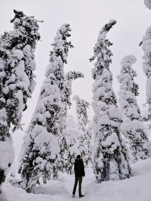 Immagine gratuita di alberi, bianco e nero, congelato