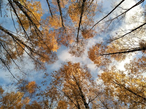 Photos gratuites de arbre, arbre de bouleau, aube