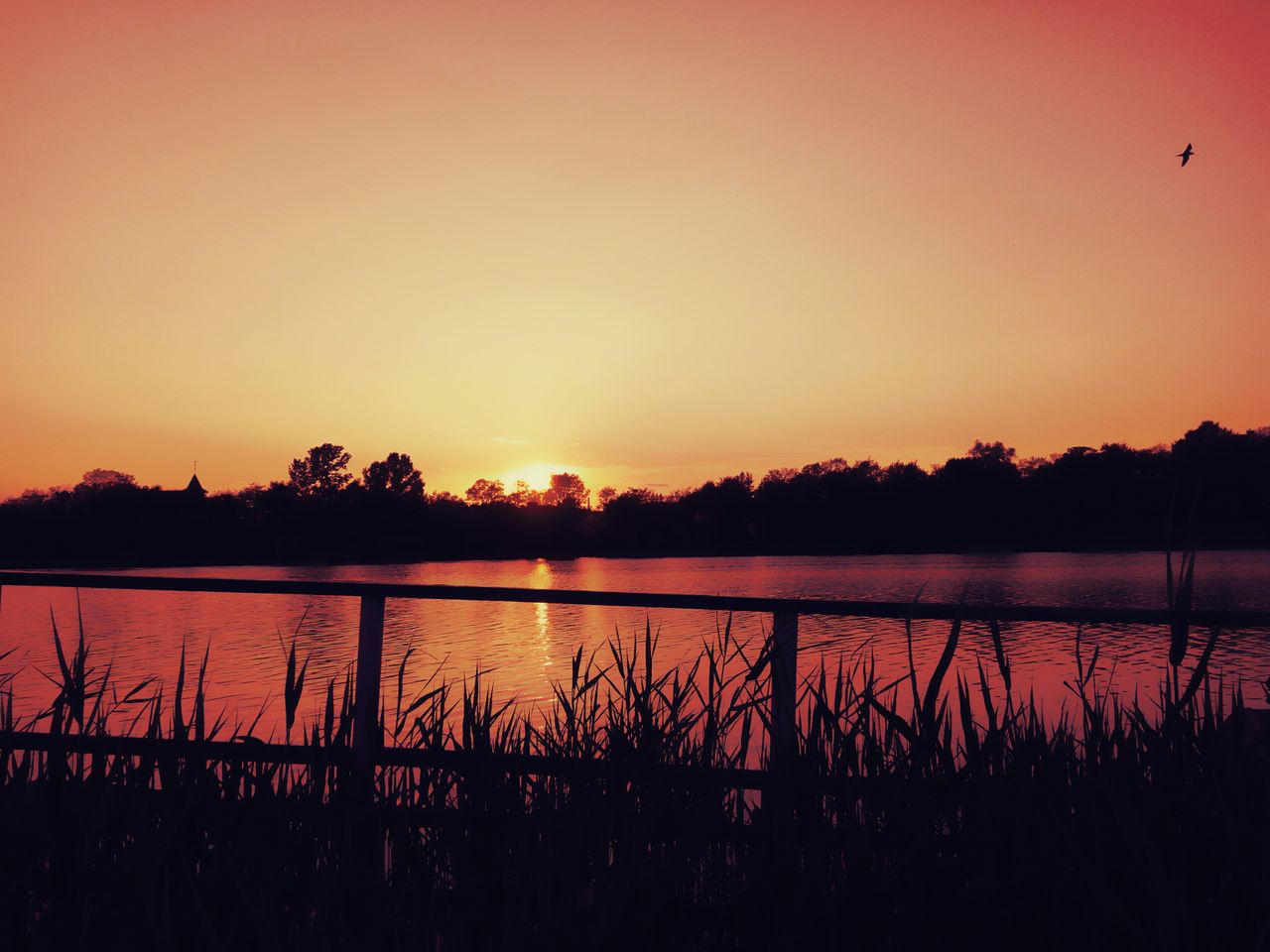 capture of a tranquil sunrise over a lake silhouetted trees and a bird