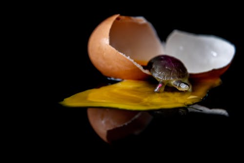 Little Turtle in an Egg 