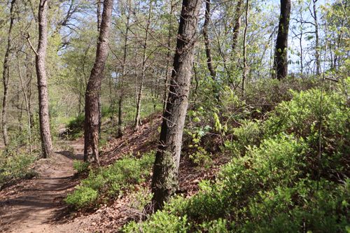 Free stock photo of bos, forest Stock Photo