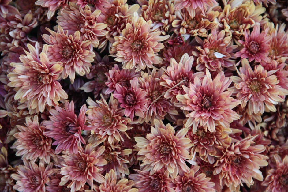 Free stock photo of blooms, blossom, chrysanthemum