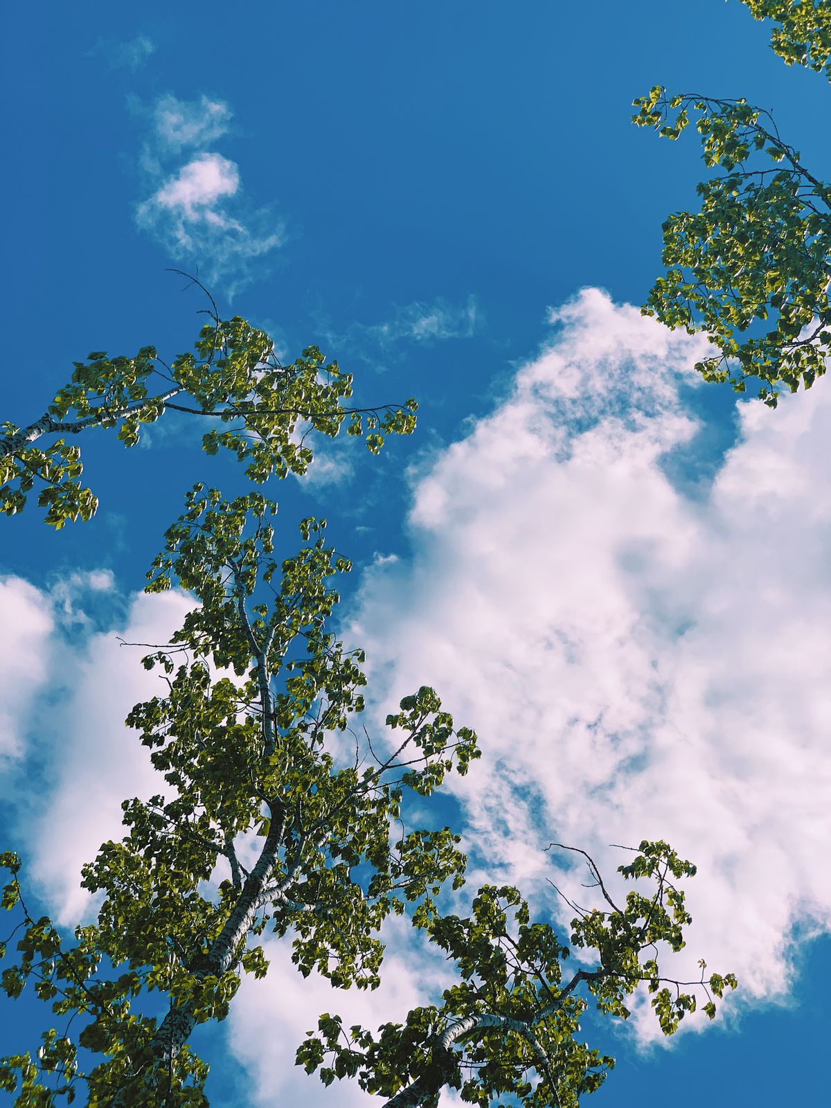 夏の青空と雲