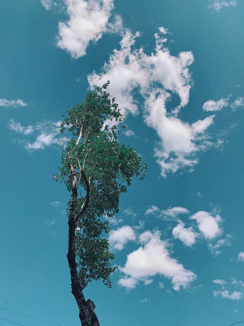 Free Low angle of growing tree with thin trunk and small green leaves under blue sky with clouds in summer in park Stock Photo