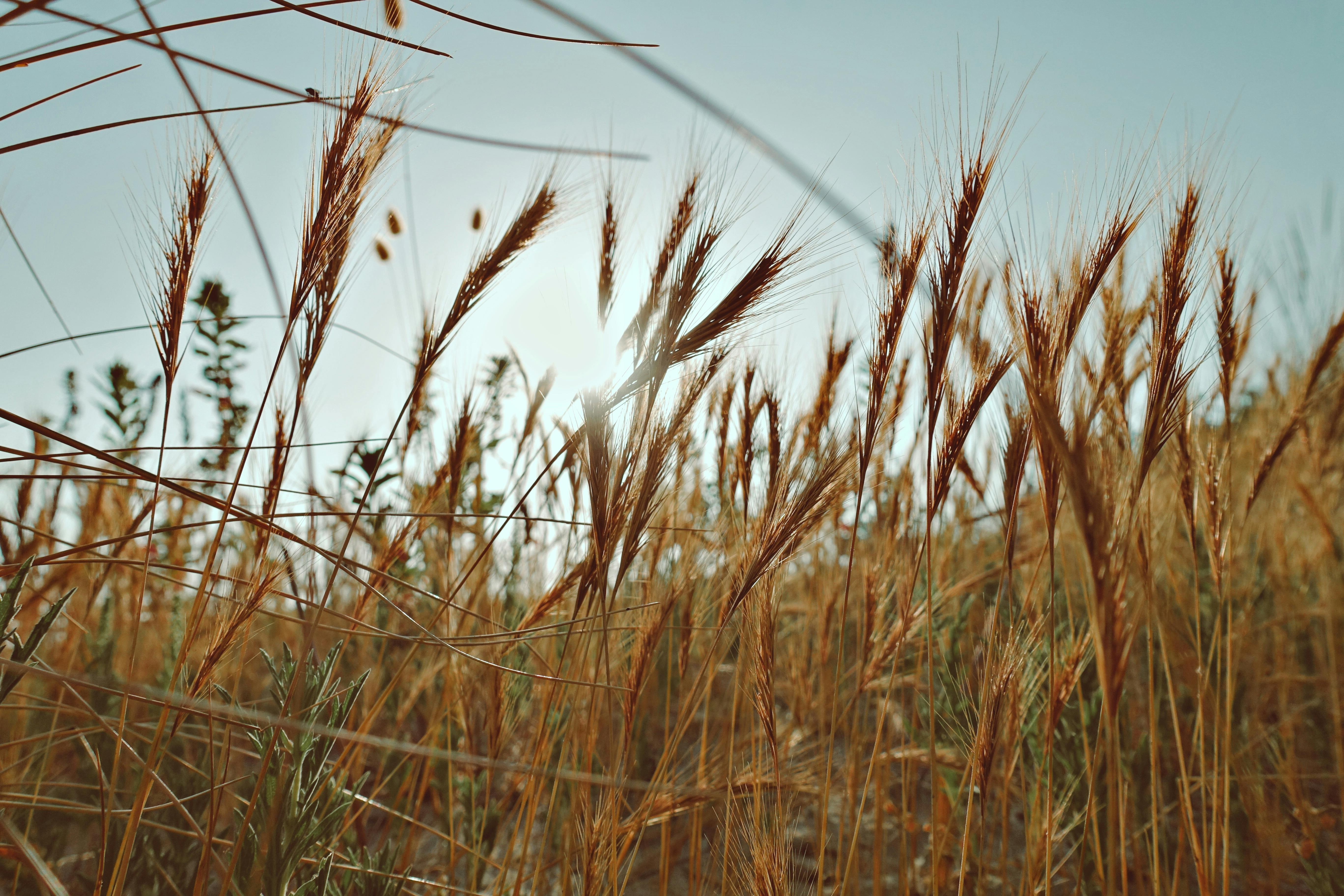 Gratis lagerfoto af drink, energi, Festival