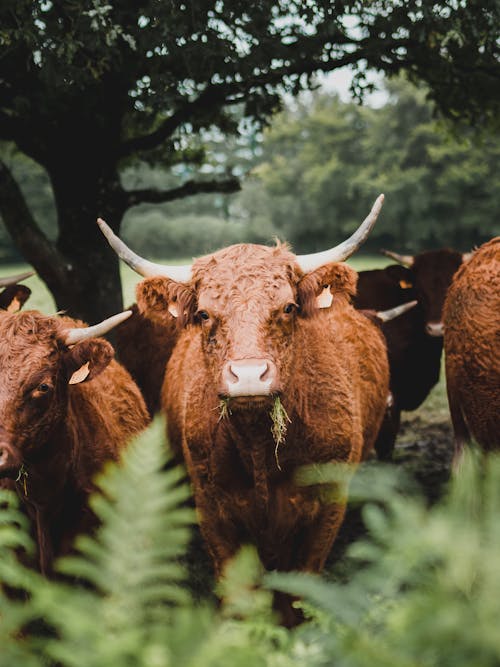 Brown Cows on Green Grass Field