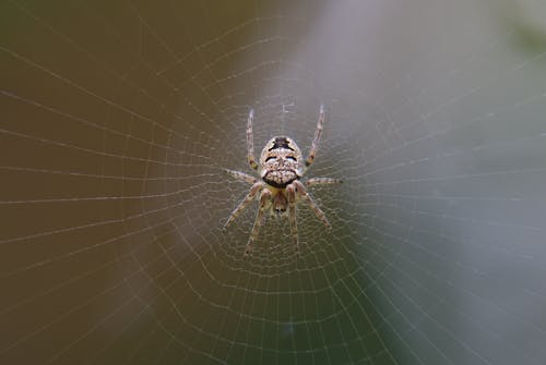 Close-Up Photo of a Spider on a Spider Web