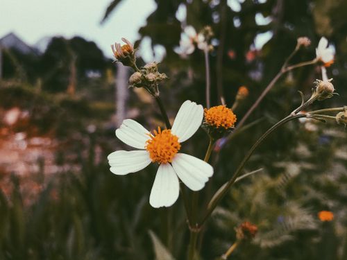 Free stock photo of beautiful flower, vintage Stock Photo