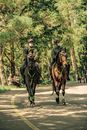 Unrecognizable male riders in sterile masks and equestrian equipment riding purebred horses on asphalt road near trees during quarantine period in daytime