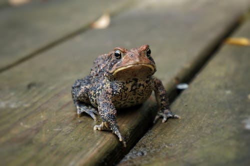 Ingyenes stockfotó állat, állatvilág, anura témában