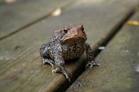 From above of attentive cold blooded frog with spotted skin and webbed feet sitting on dry wooden planks while looking at camera in daylight
