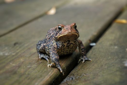 From above of attentive cold blooded frog with spotted skin and webbed feet sitting on dry wooden planks while looking at camera in daylight