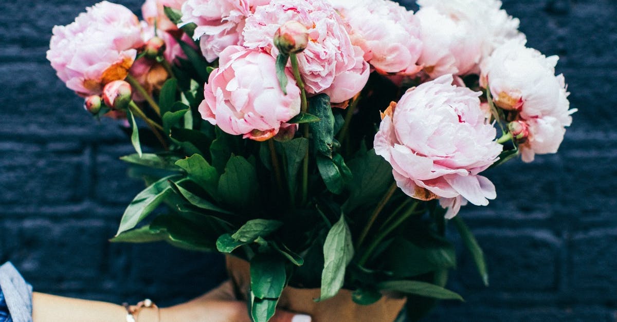 Person Holding Pink Peony Bouquet