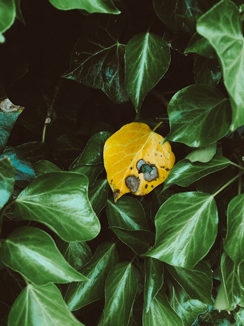 Kostenloses Stock Foto zu flora, gelb-blatt, grüne blätter