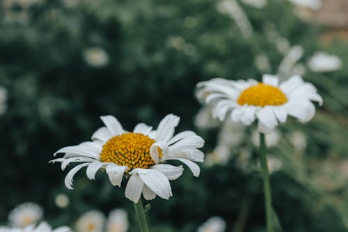 Close-Up Photo of a Blooming White Daisy