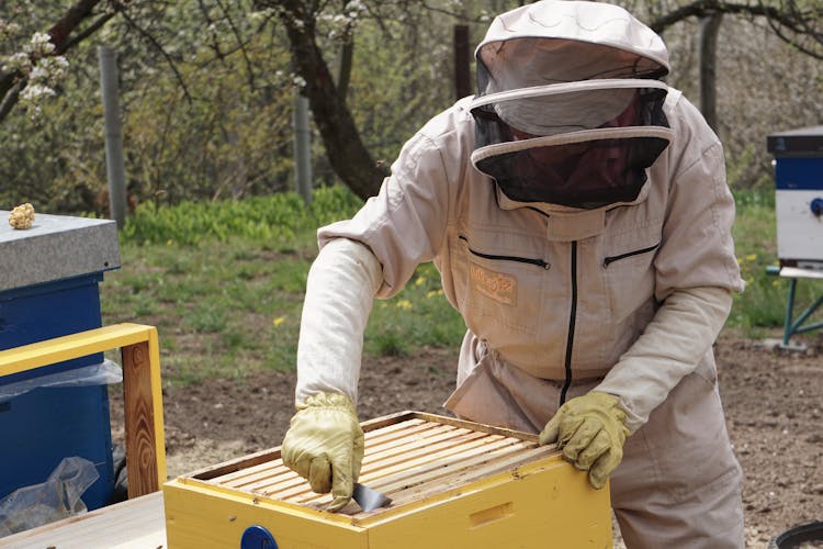 Person In Beekeeper Suit Working In Apiary