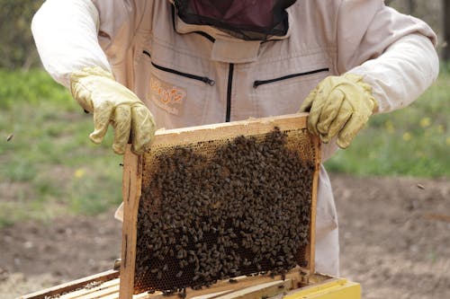 Beekeeper Holding a Swarm of Honey Bees in a Hive Frame