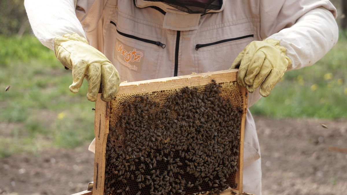 Les joyaux cachés de la gastronomie française : 5 régions à explorer en 2026 - illustration