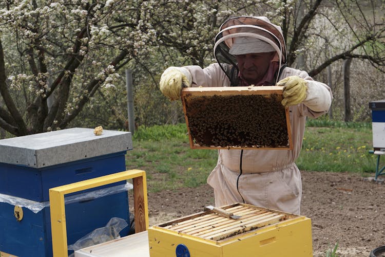 Beekeeper Holding A Swarm Of Honey Bees In A Hive Frame