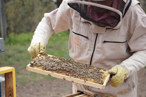 Beekeeper Holding a Swarm of Honey Bees in a Hive Frame
