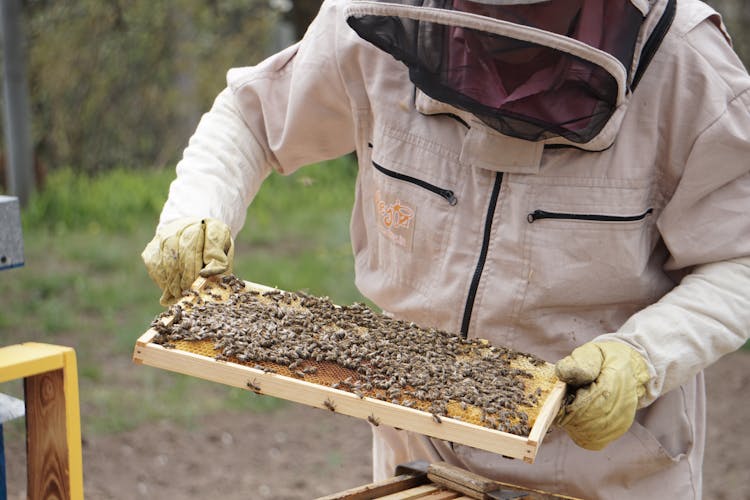 Beekeeper Holding A Swarm Of Honey Bees In A Hive Frame