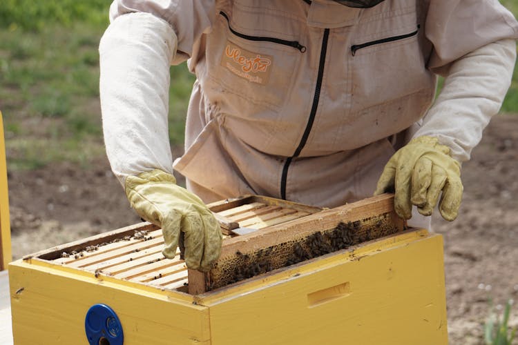 Beekeeper Holding A Swarm Of Honey Bees In A Hive Frame