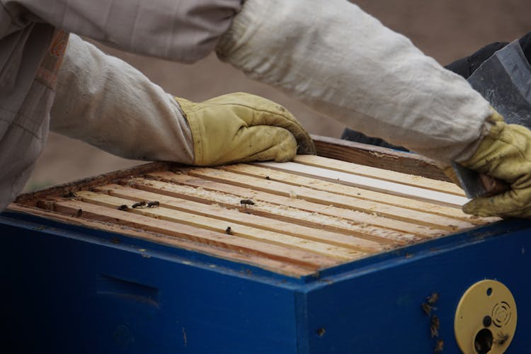 Close-Up Photo Of A Person In Beekeeper Suit Getting A Hive Frame