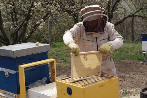 Free Beekeeper Holding a Hive Frame Stock Photo