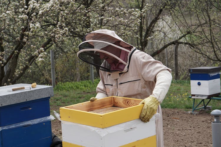 Person In Beekeeper Suit Working In Apiary