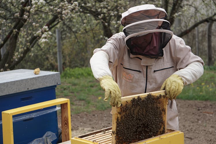 Beekeeper Holding A Swarm Of Honey Bees In A Hive Frame