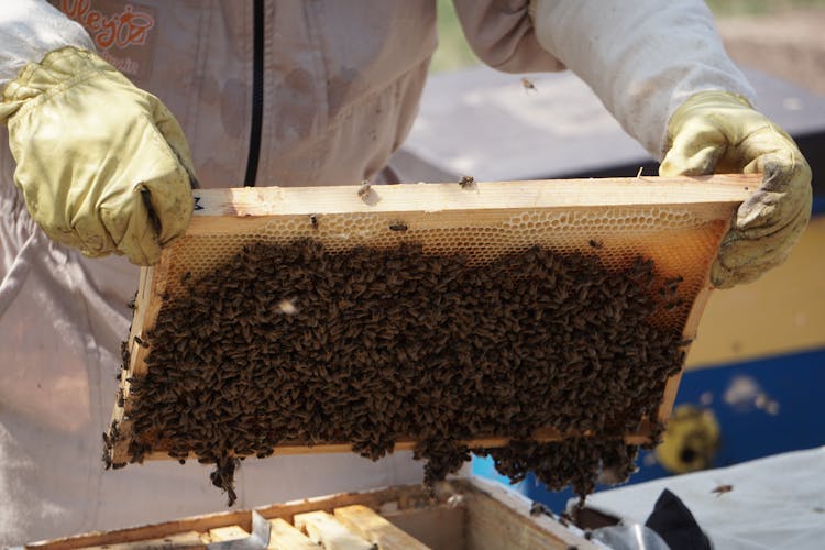 Close-Up Photo Of Beekeeper Holding A Swarm Of Honey Bees In A Hive Frame