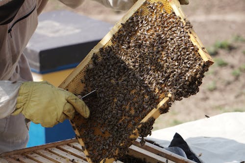 Close-Up Photo of Beekeeper Holding a Swarm of Honey Bees in a Hive Frame