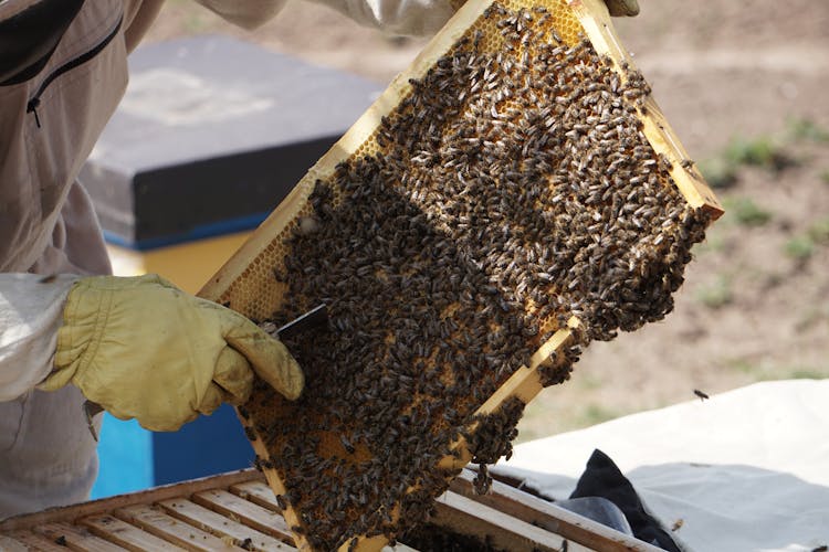 Close-Up Photo Of Beekeeper Holding A Swarm Of Honey Bees In A Hive Frame