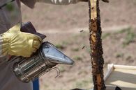 养蜂人使用烟熏器在户外使蜂巢框架上的蜜蜂平静下来