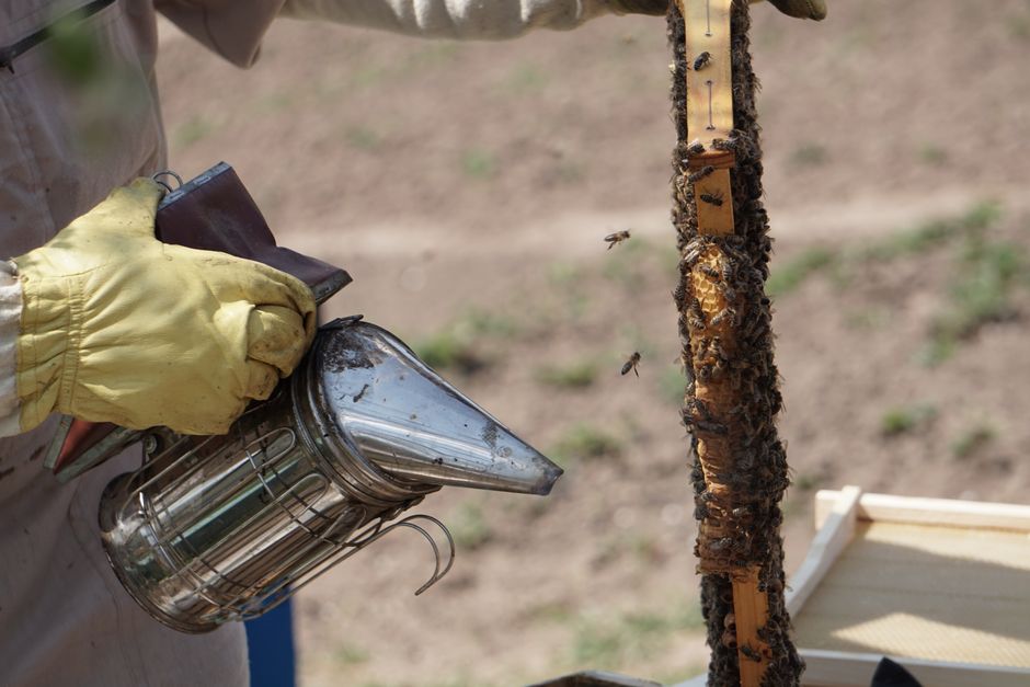 A beekeeper using a smoker to gently calm bees on a hive frame