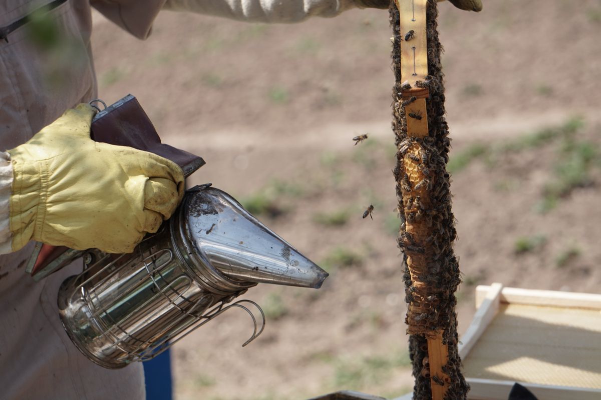 Beekeeper uses smoker to calm bees on hive frame outdoors.
