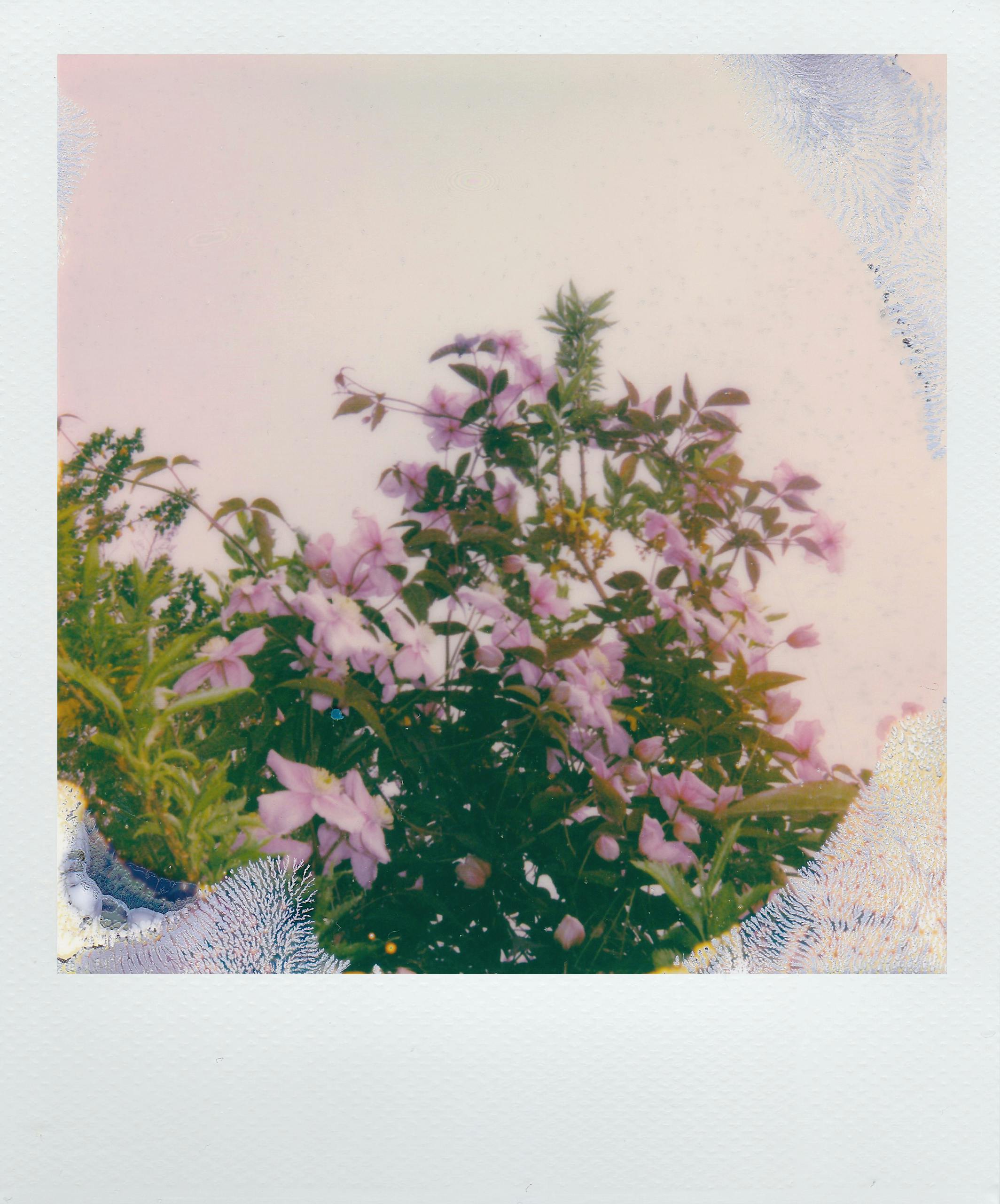 Green and Purple Floral Painting · Free Stock Photo