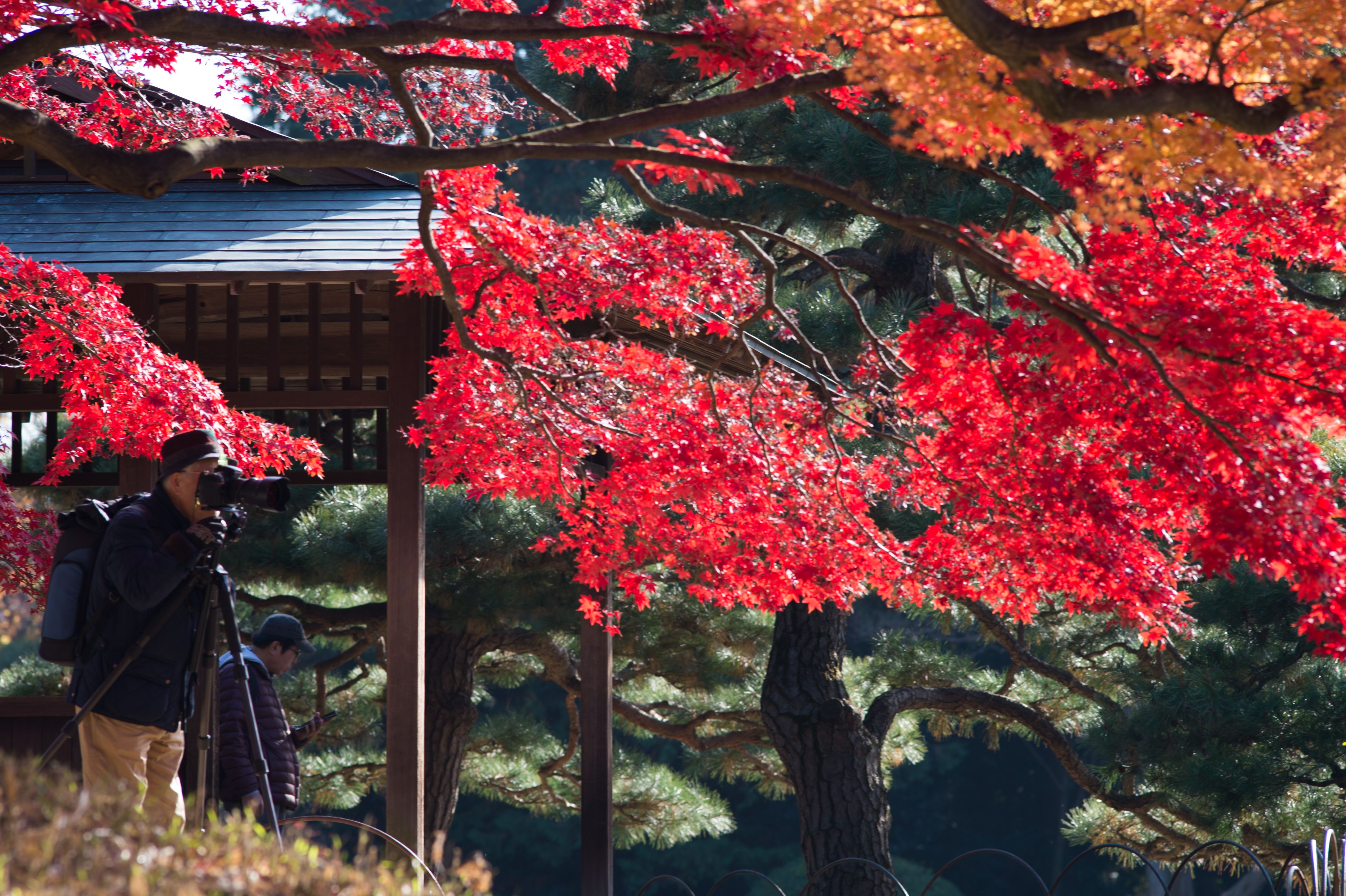 free-stock-photo-of-japan-tokyo