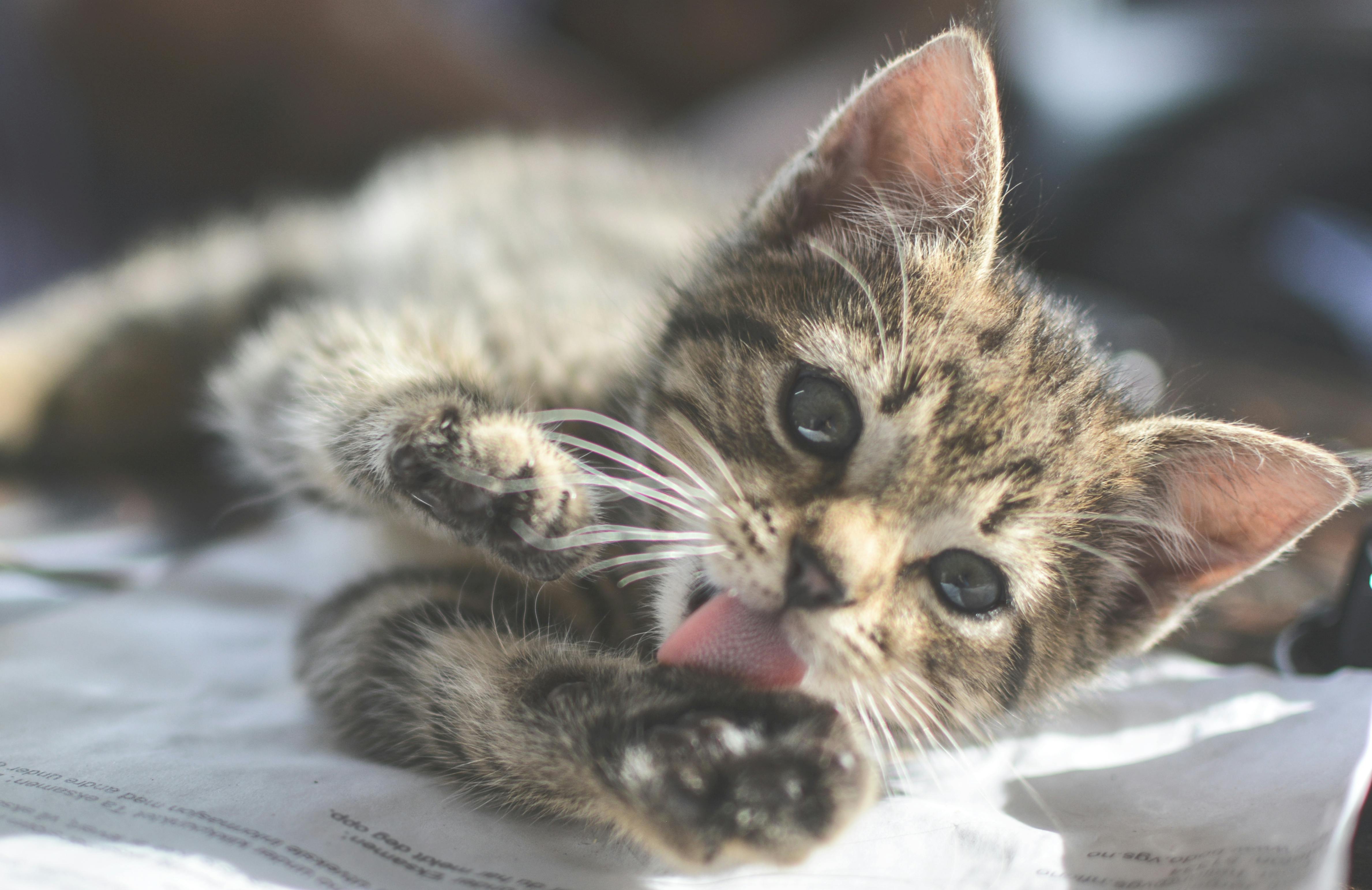 Free stock photo of cat, kitten, licking