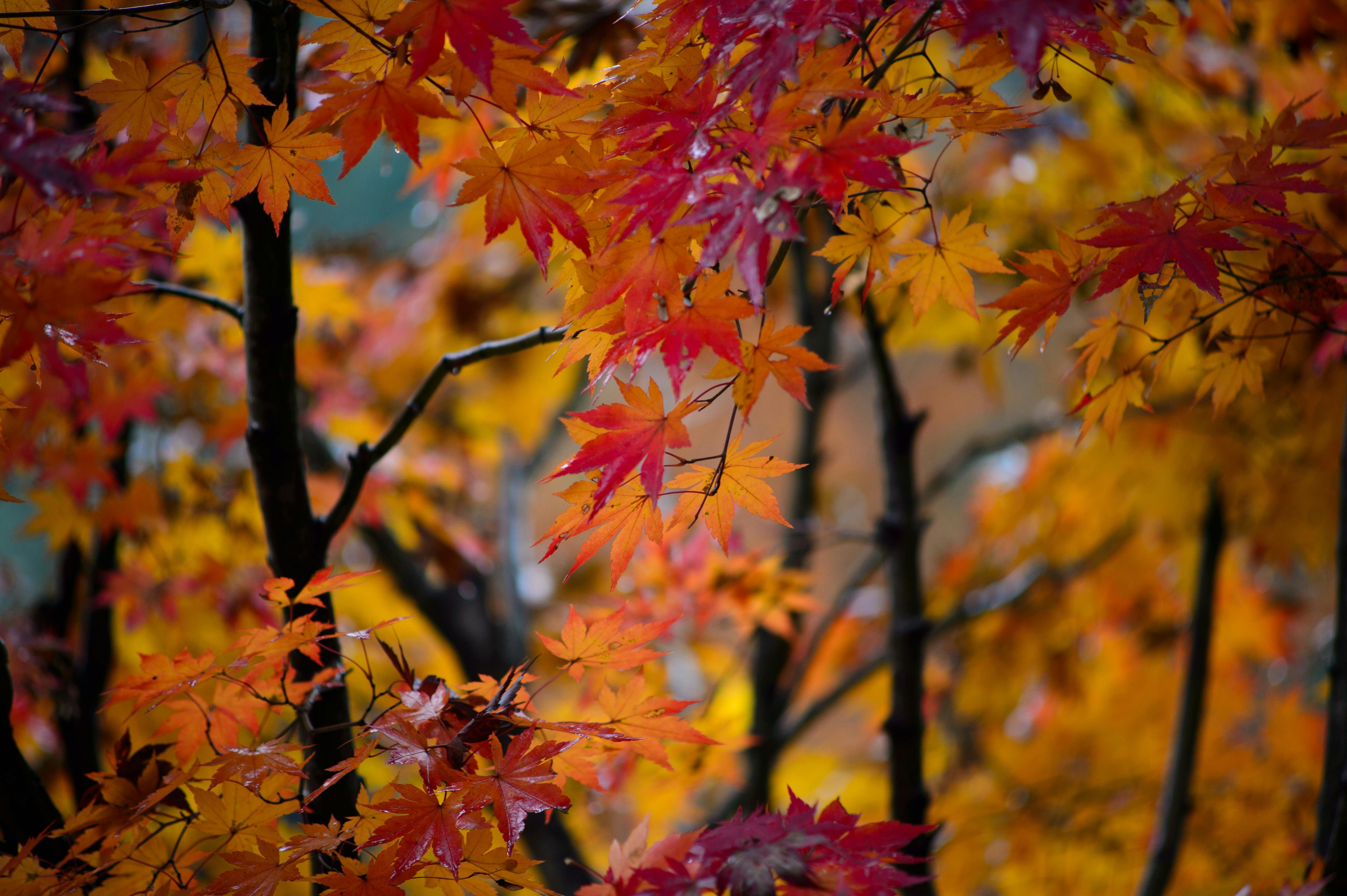 images of fall leaves