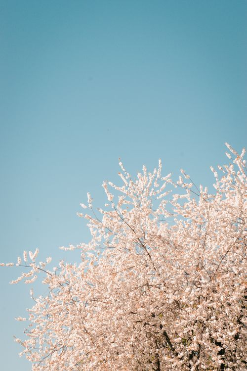 Free Gorgeous cherry blossoms under a clear blue sky in spring, Groningen, Netherlands. Stock Photo