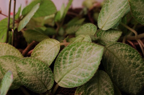 Close-Up Photo of Green Leaf Plants