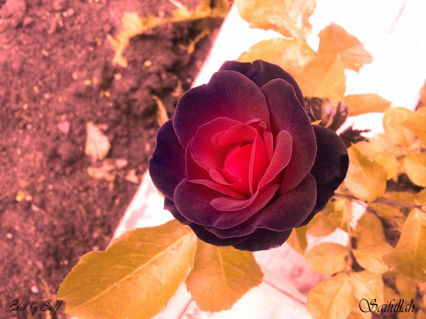 Free Stock Photo From Saifullah Pexels free-stock-photo-from-saifullah-pexels