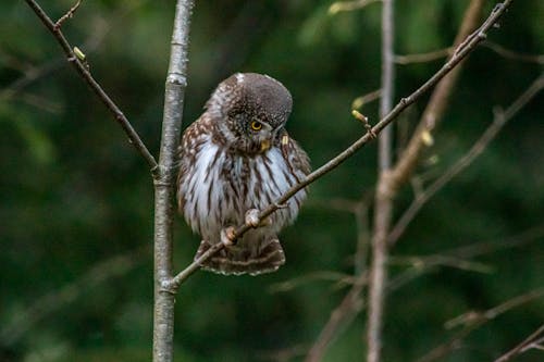 Foto d'estoc gratuïta de a l'aire lliure, animal, au