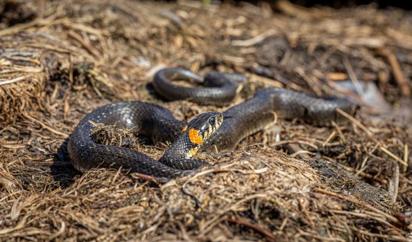 snake photo