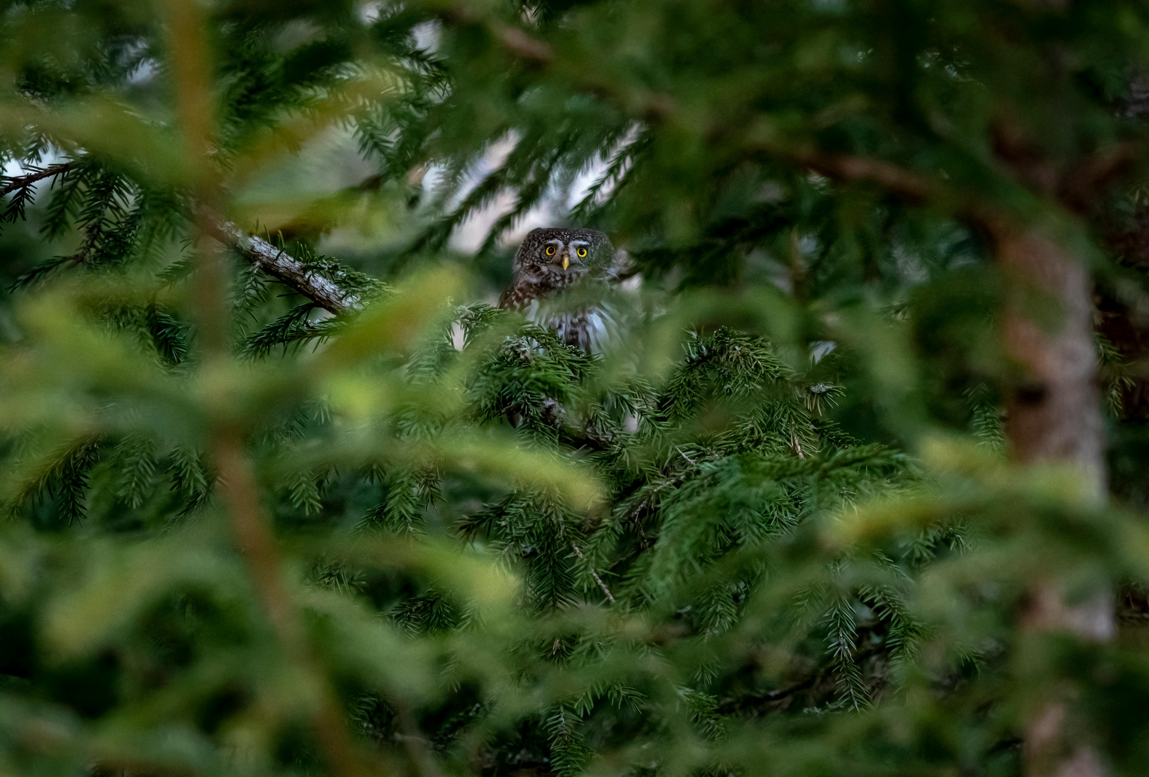 Brown Owl Perched on Brown Tree Branch · Free Stock Photo