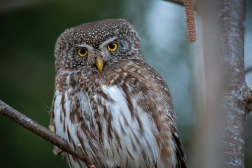 Close-Up Shot of an Owl Perched on Tree Branch