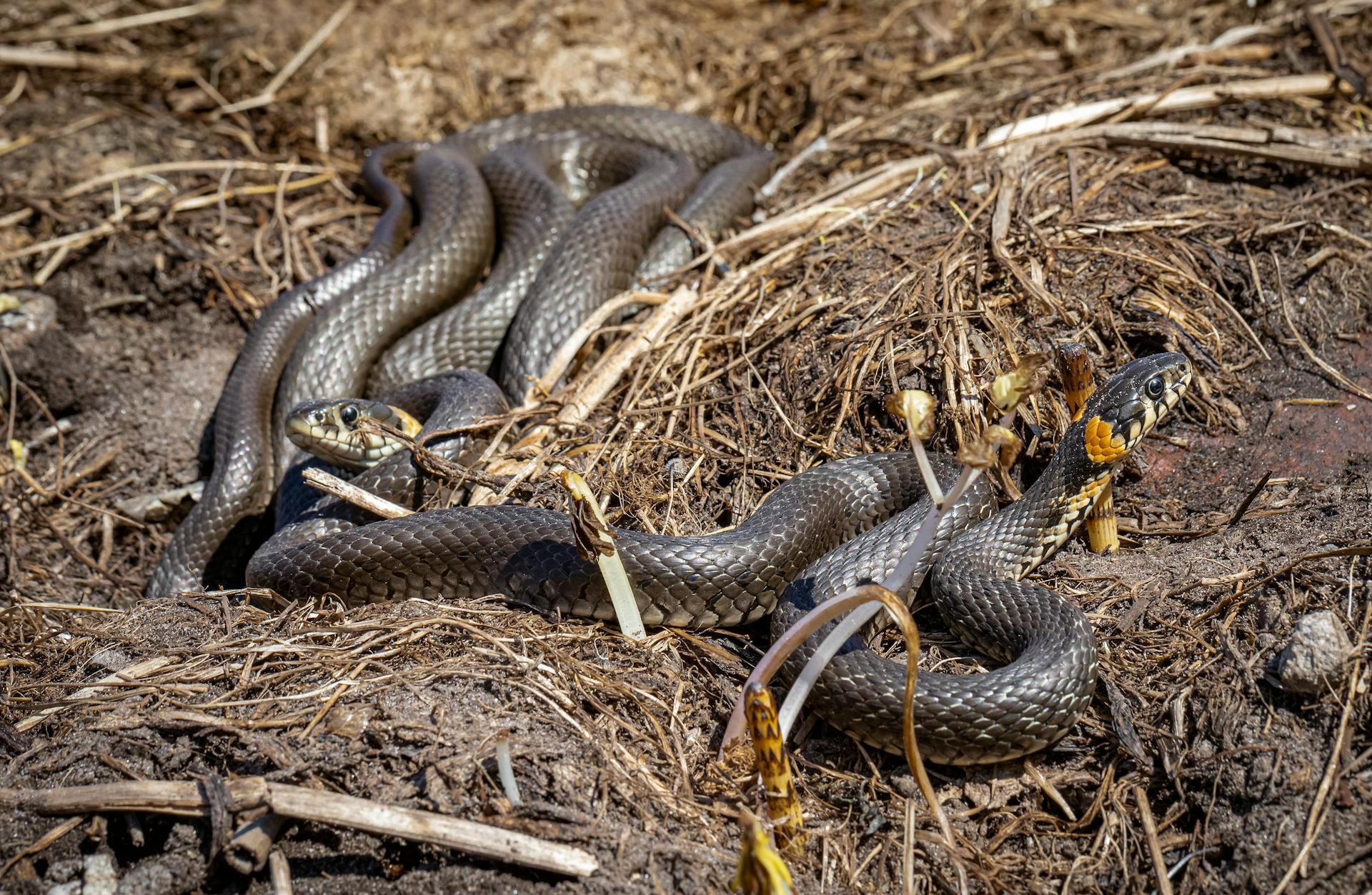 Close-Up Shot of a Grass Snakes on the Ground