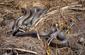 Close-Up Shot of a Grass Snakes on the Ground