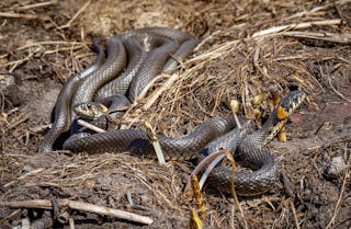 Close-Up Shot of a Grass Snakes on the Ground